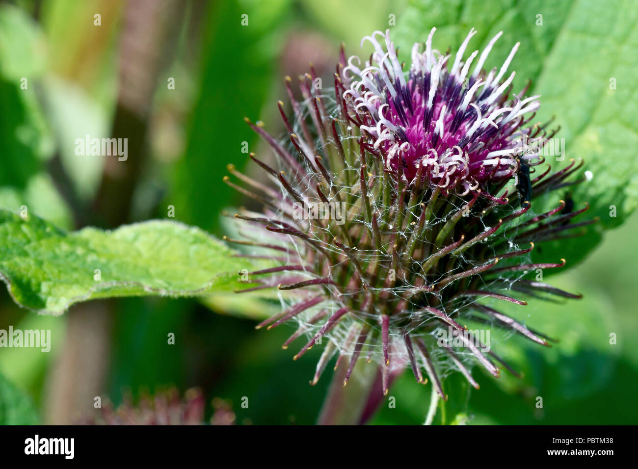 Weniger Klette (arctium minus, möglicherweise arctium pubens), in der Nähe von einer einzigen Blume Kopf, Detail. Stockfoto