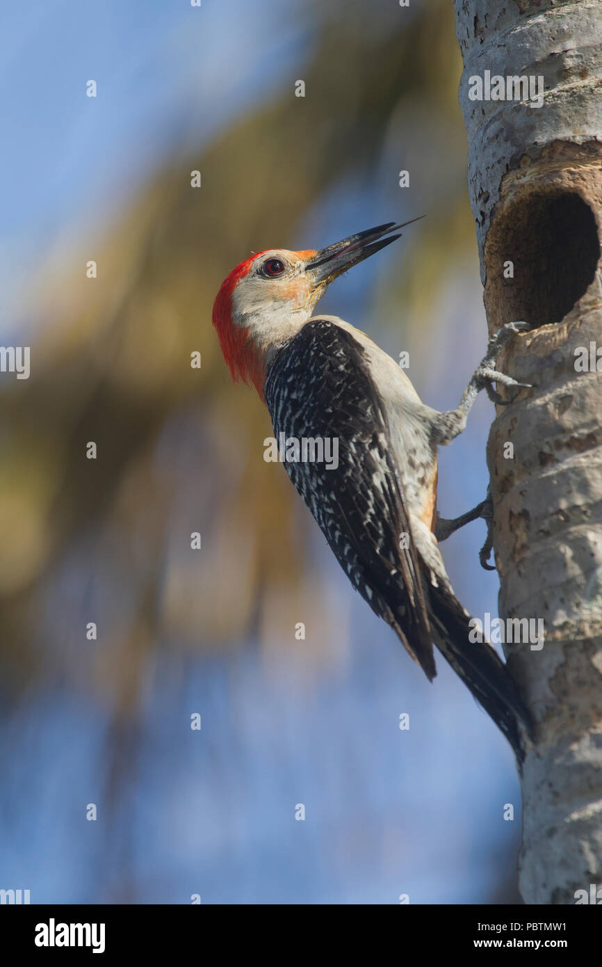 Nach red bellied Woodpecker an Buchse für die Beschickung Stockfoto