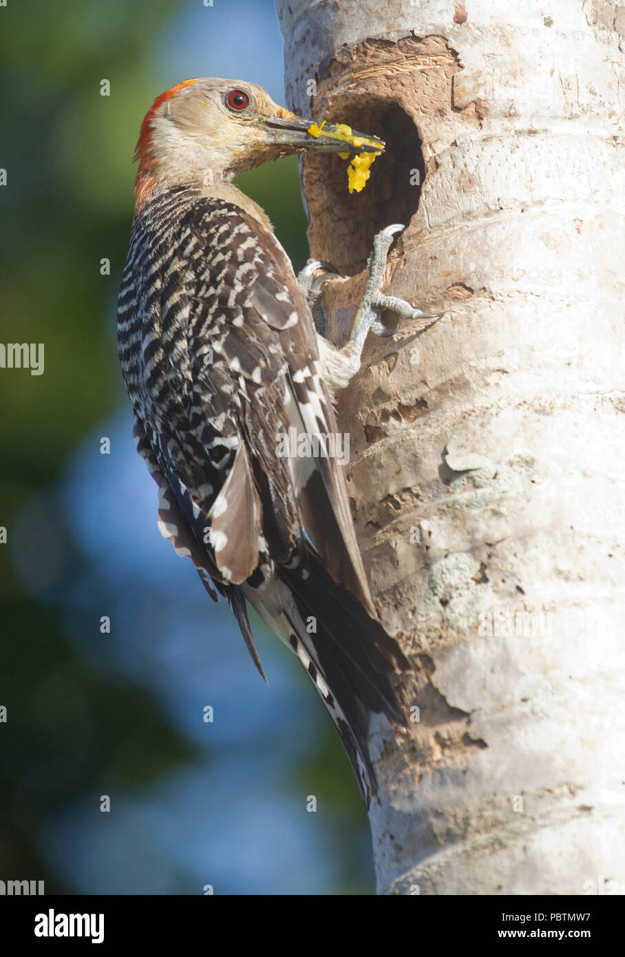 Nach red bellied Woodpecker an Buchse für die Beschickung Stockfoto