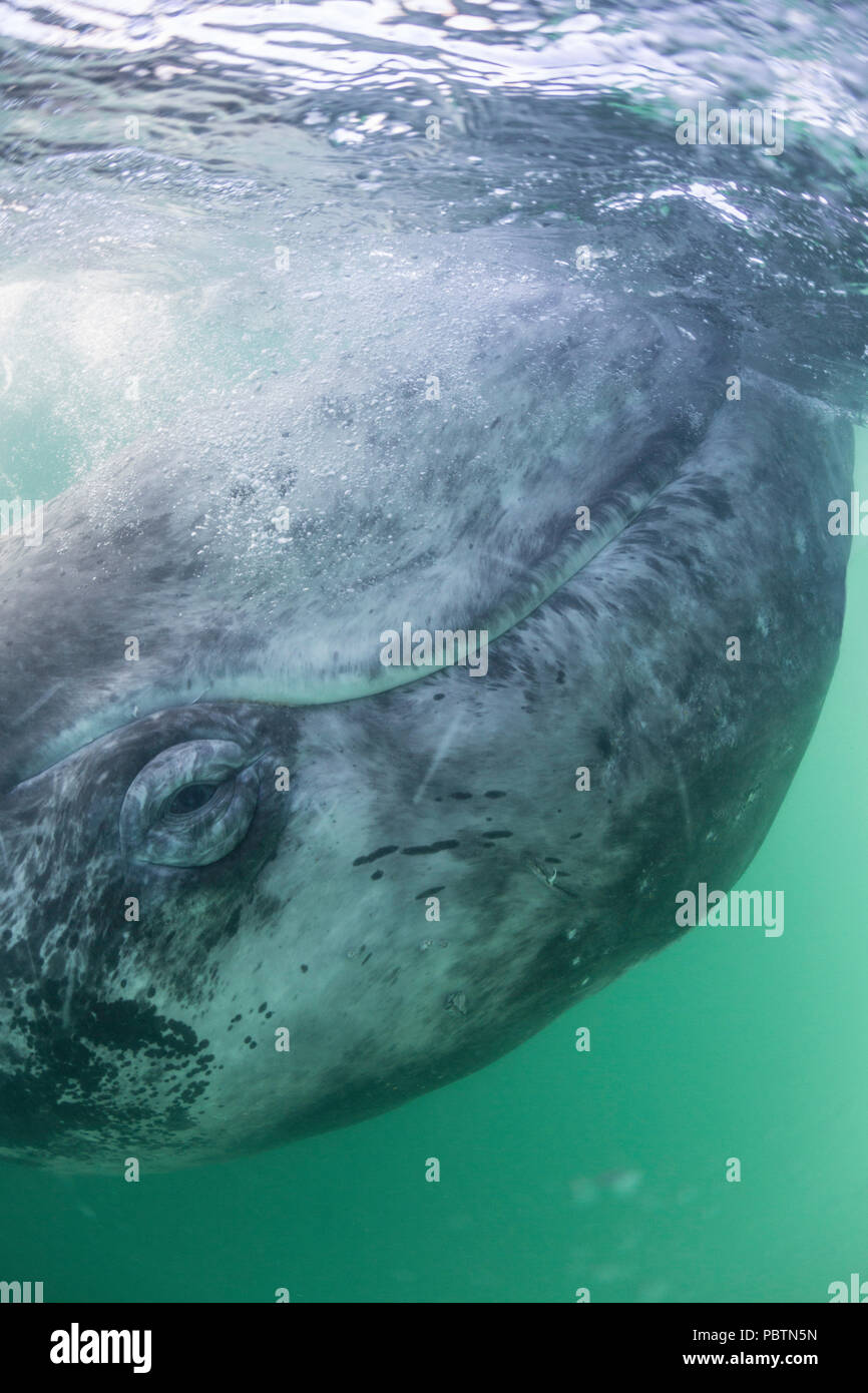 California Grauwale Kalb, Eschritius robustus, Unterwasser in der San Ignacio Lagoon, Baja California Sur, Mexiko. Stockfoto