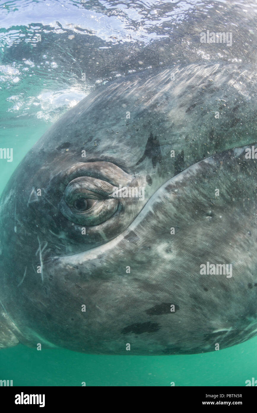 California Grauwale Kalb, Eschritius robustus, Unterwasser in der San Ignacio Lagoon, Baja California Sur, Mexiko. Stockfoto