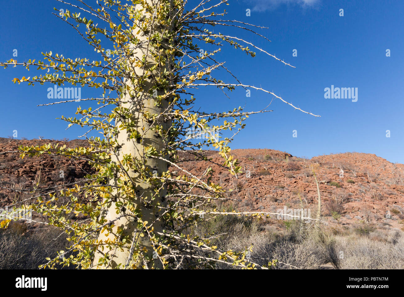 Boojum Baum, cirio, fouquieria Columnaris, Bahia de los Angeles, Baja California, Mexiko. Stockfoto