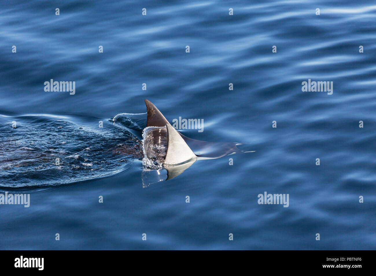 Die Erwachsenen Munk mobula Ray, Mobula munkiana, Schwimmen in der Nähe von Isla Danzante, Baja California Sur, Mexiko. Stockfoto