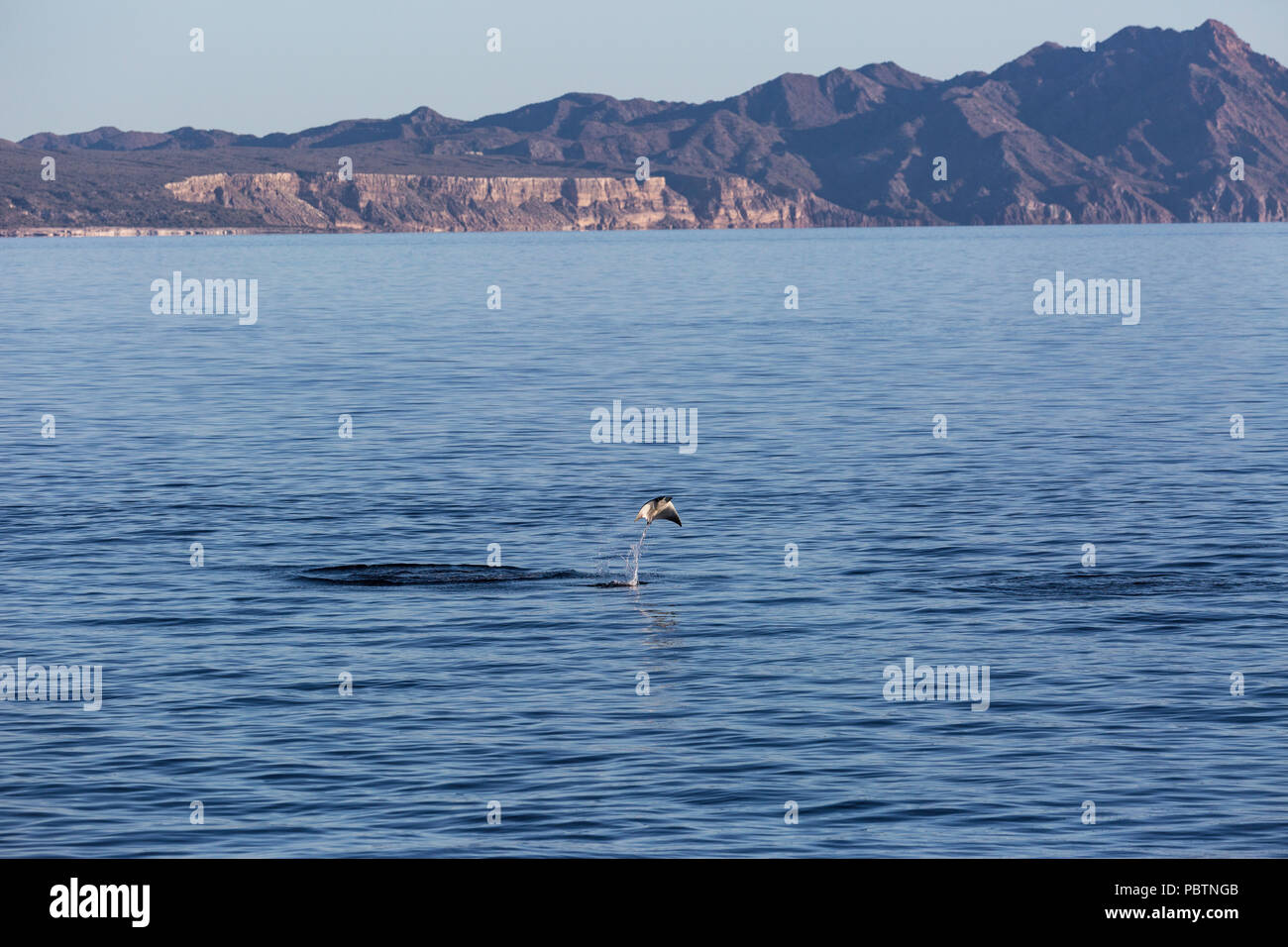 Die Erwachsenen Munk mobula Ray, Mobula munkiana, Springen in der Nähe von Isla Danzante, Baja California Sur, Mexiko. Stockfoto