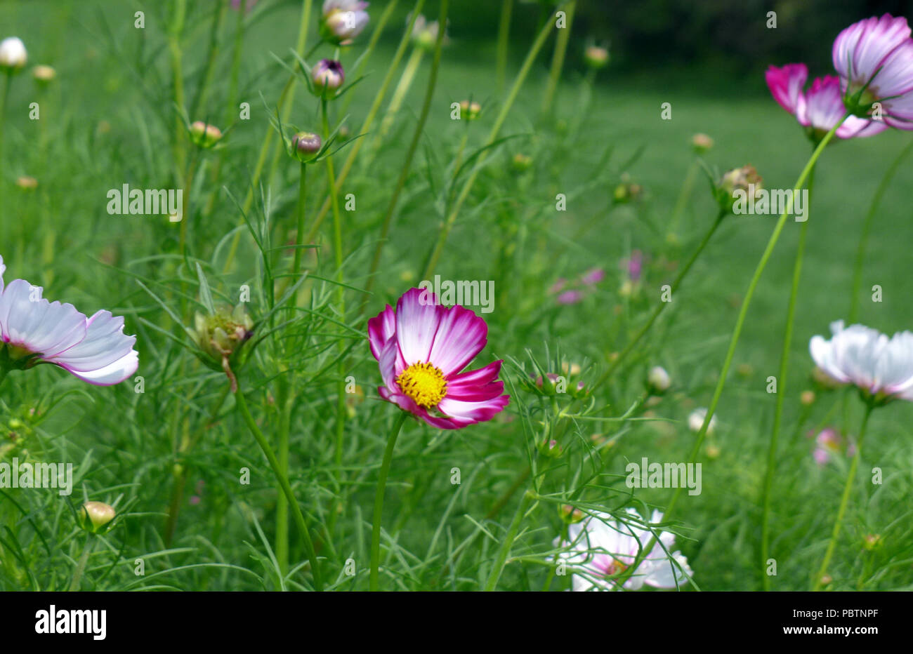 Wildblumen in der Wiese. Stockfoto