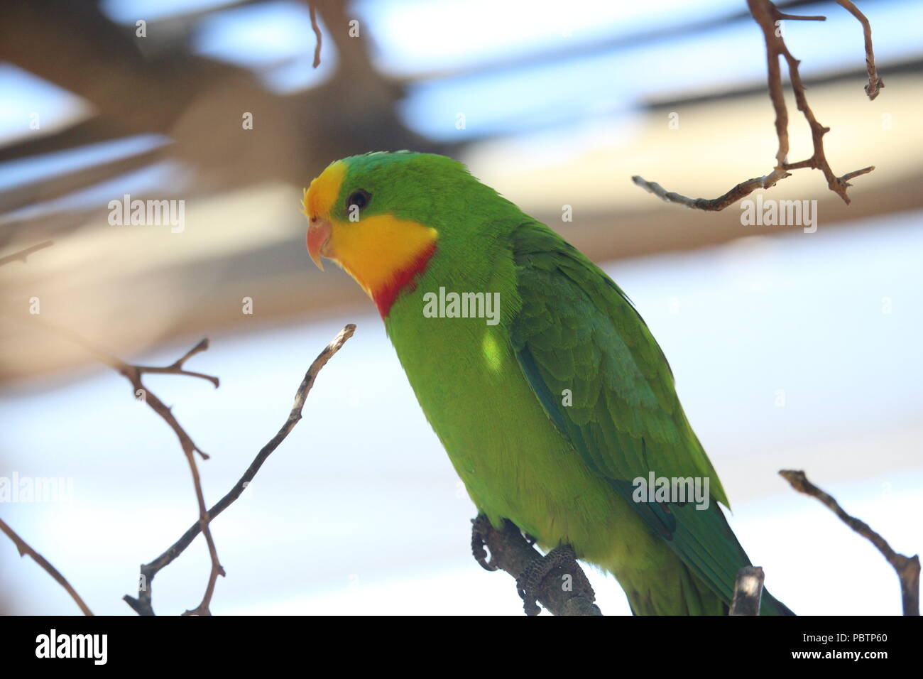 Australische Superb Parrot Stockfoto