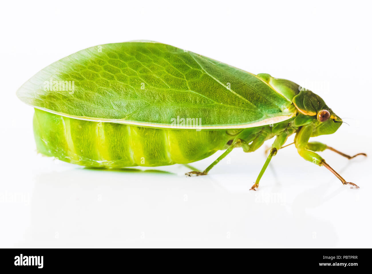 Close up isolierten Ansichten von hellen Gelb Grün Flasche Zikade. Aufgeblähten, aufgeblähter Bauch auf fliegenden Insekt. entomologie Konzept. Stockfoto