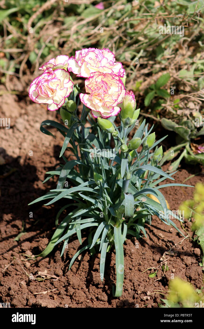 Nelke oder Nelke rosa oder Dianthus caryophyllus Kleine krautige Staude