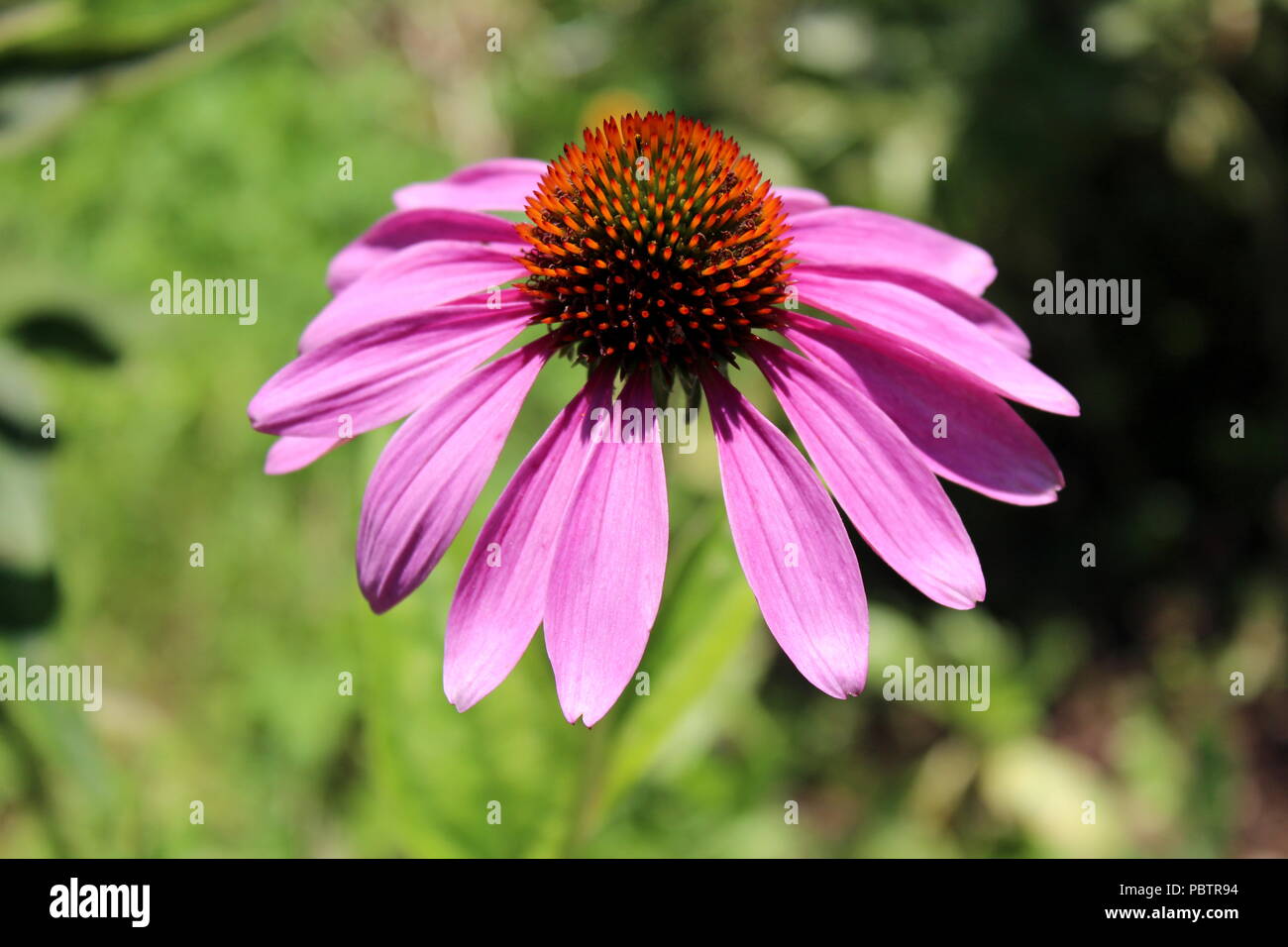 Schmale-leaved Sonnenhut oder Echinacea angustifolia oder Blacksamson echinacea hell lila Mehrjährig Blumen mit Stacheligen und dunkel braun bis rot siehe Stockfoto