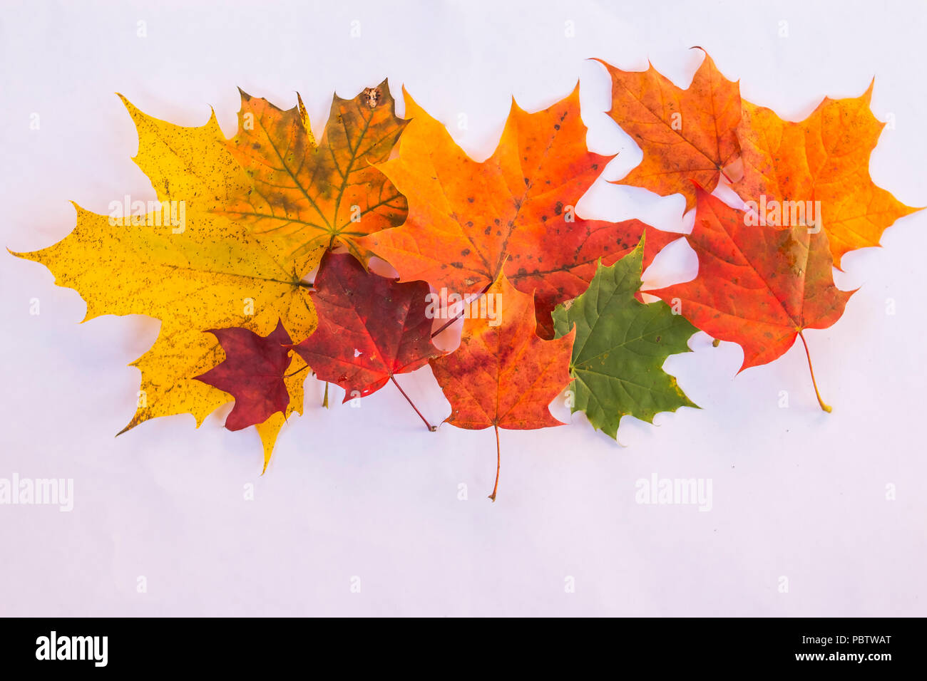 Satz von verschiedenen Blättern der Ahornbäume auf weißem Hintergrund. Bunte Herbst frische Ahornblätter. Maple Leaf. Platz kopieren Stockfoto