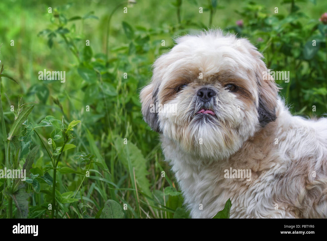 Das Porträt von niedlichen Hund shitzu Stockfoto