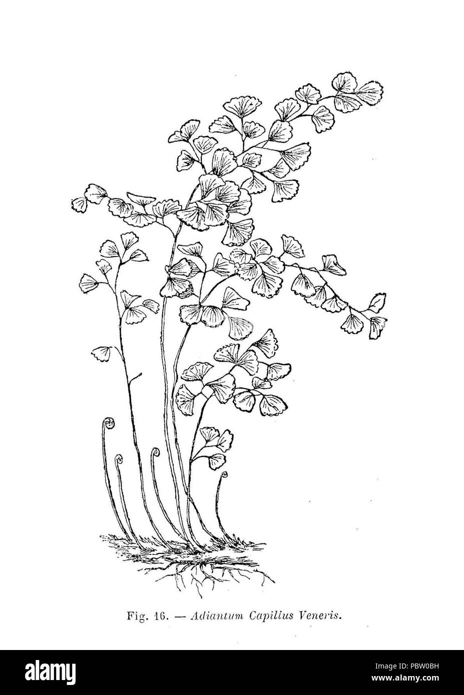 Adiantum capillus veneris (DESSIN). Stockfoto