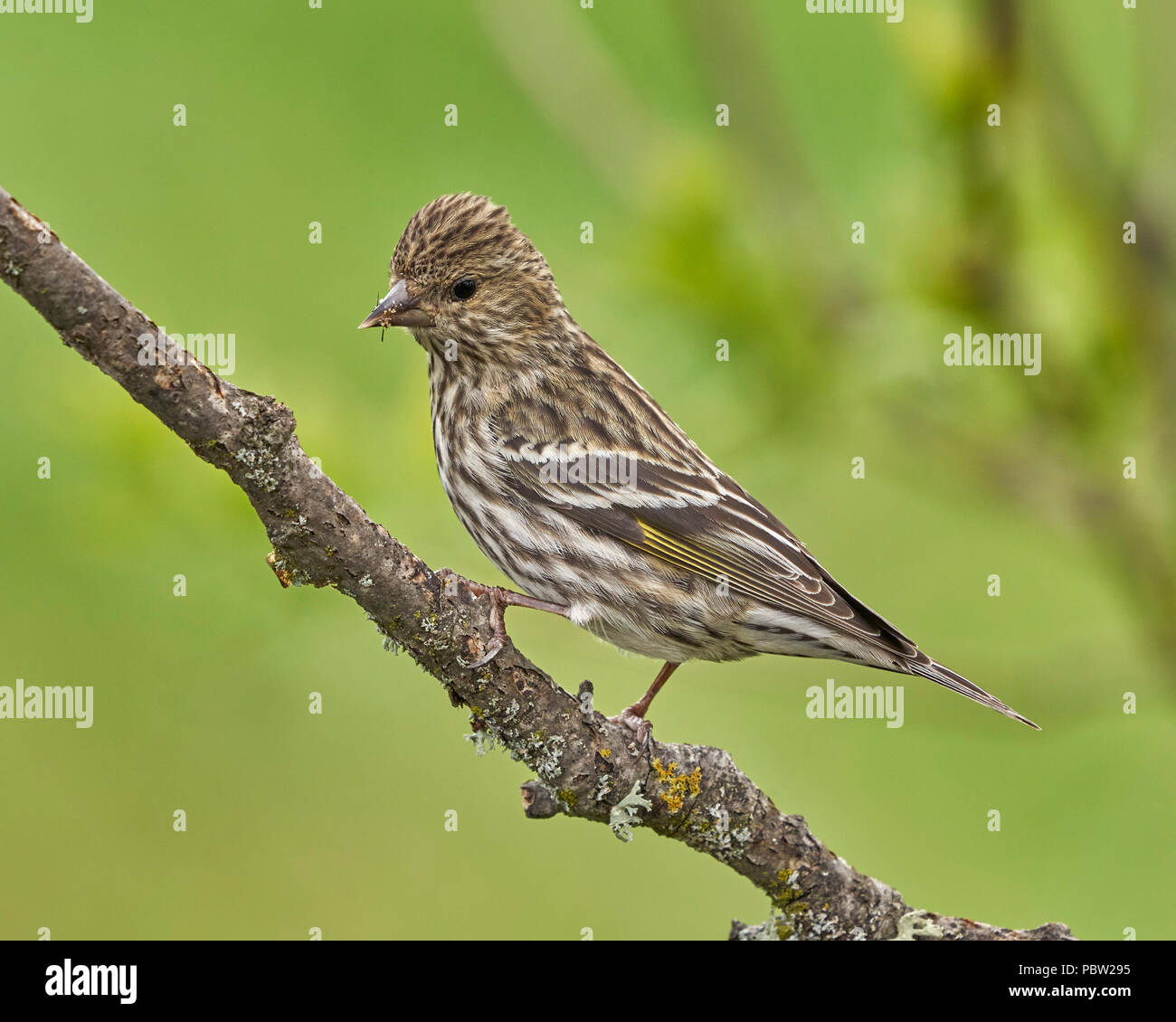 Pine Siskin (Spinus pinus) Sacramento County Kalifornien USA Stockfoto