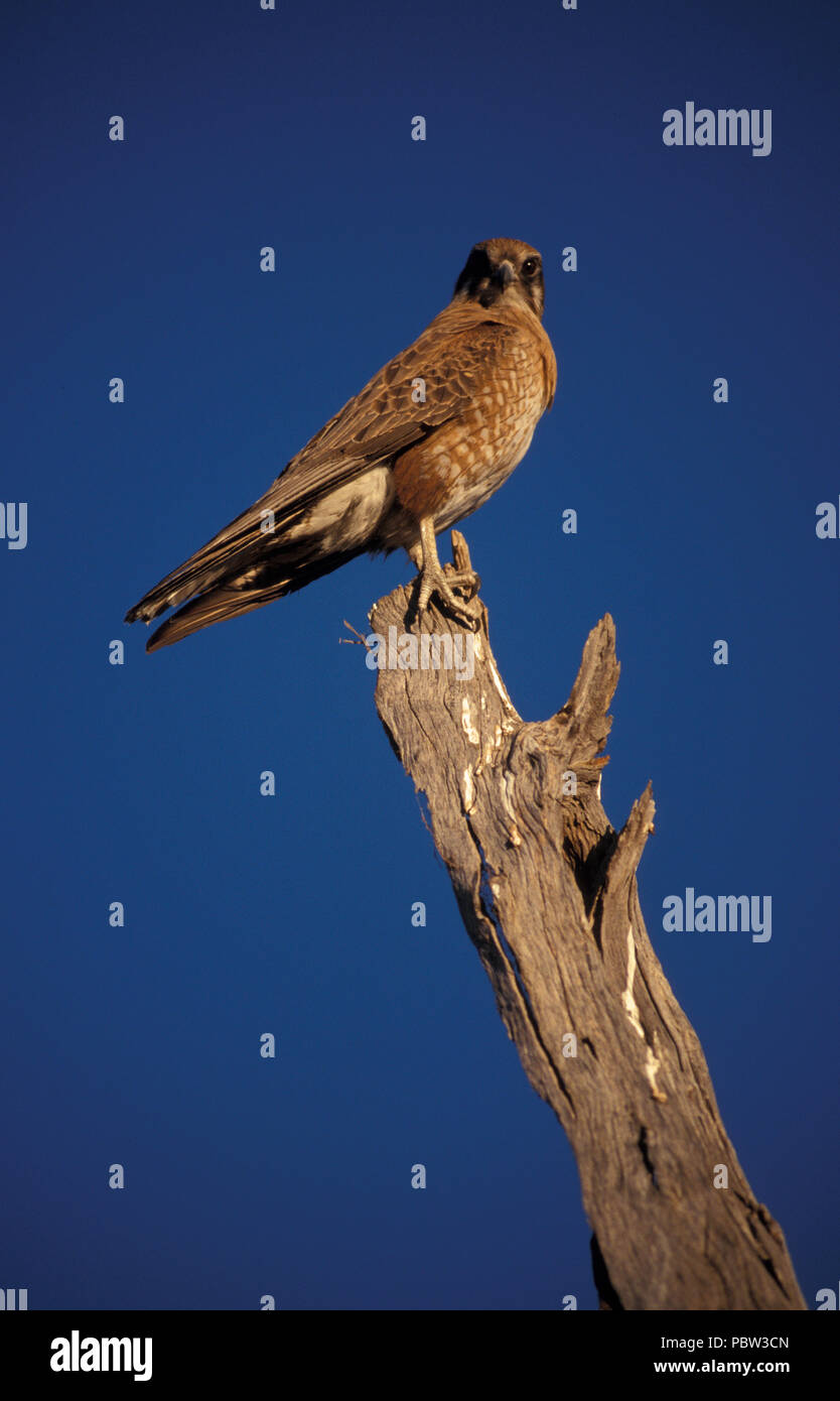 Braun FALCON (FALCO BERIGORA) Northern Territory, Australien. Stockfoto