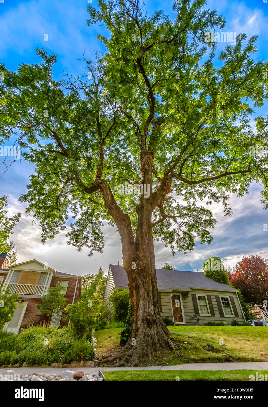 Große Baum außerhalb in Salt Lake Stockfoto