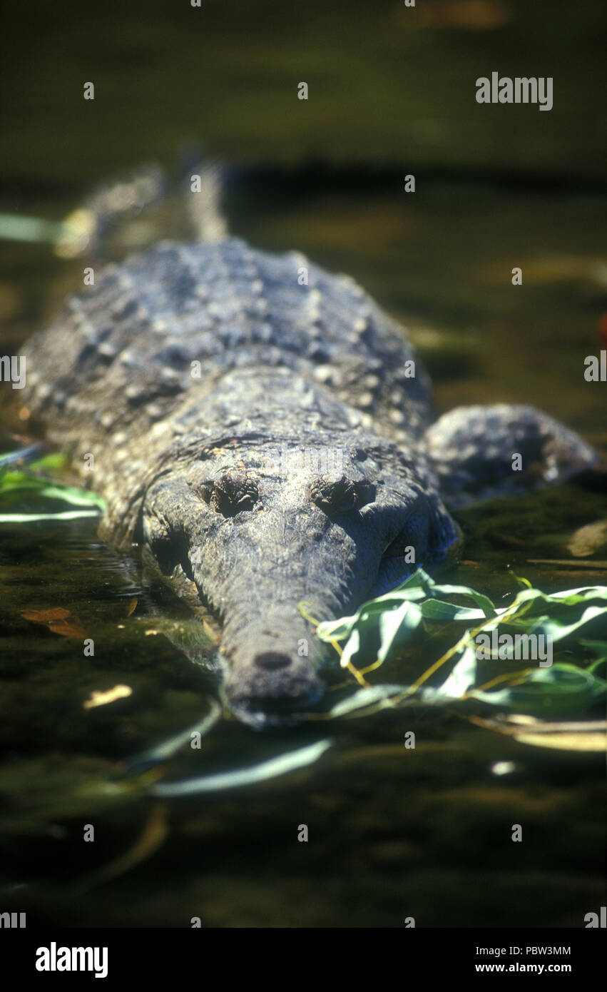 Süßwasser KROKODIL BEKANNT ALS 'FRESHIE' (CROCODYLUS JOHNSTONI) Windjana Gorge, WESTERN AUSTRALIA Stockfoto
