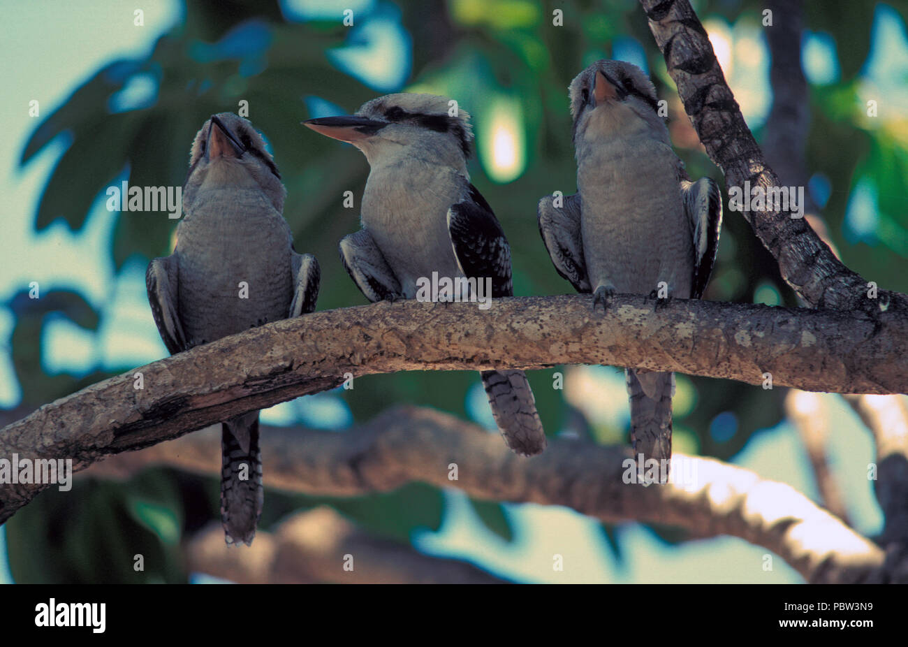 Lachende KOOKABURRAS (DACELO NOVAEGUINEAE SYN D. GIGAS) YANCHEP NATIONALPARK, WESTERN AUSTRALIA. Stockfoto