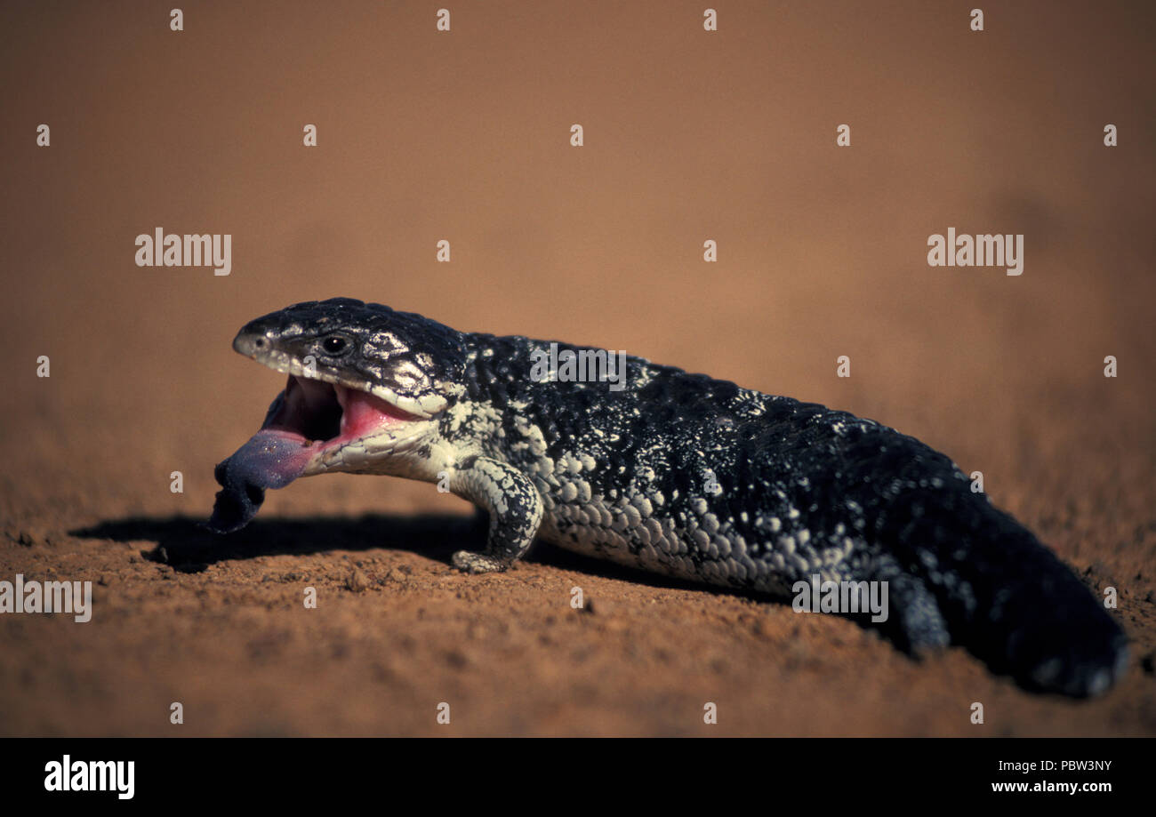 Schläfrig oder SHINGLEBACK SKINK, AUCH ALS BOB-TAILED GOANNA (TRACHYDOSAURUS RUGOSUS) Mit herausgestreckter Zunge, OUTBACK WESTERN AUSTRALIA Stockfoto