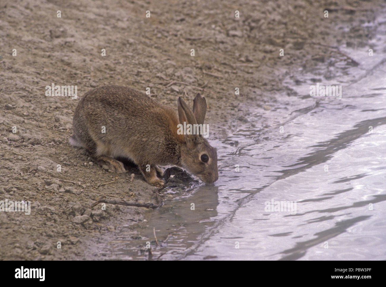 Eine Europäische Wild Kaninchen (Oryctolagus cuniculus) Getränke aus einem Wasserloch in Dürre betroffenen Outback Australien. Stockfoto