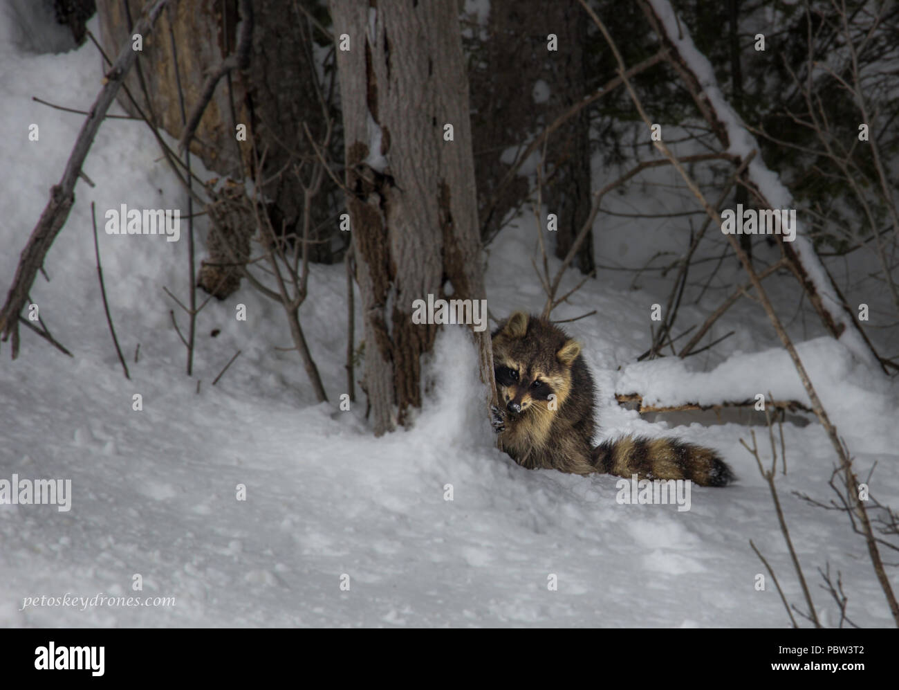 Schüchtern racoon versteckt sich hinter einem Baum Stockfoto