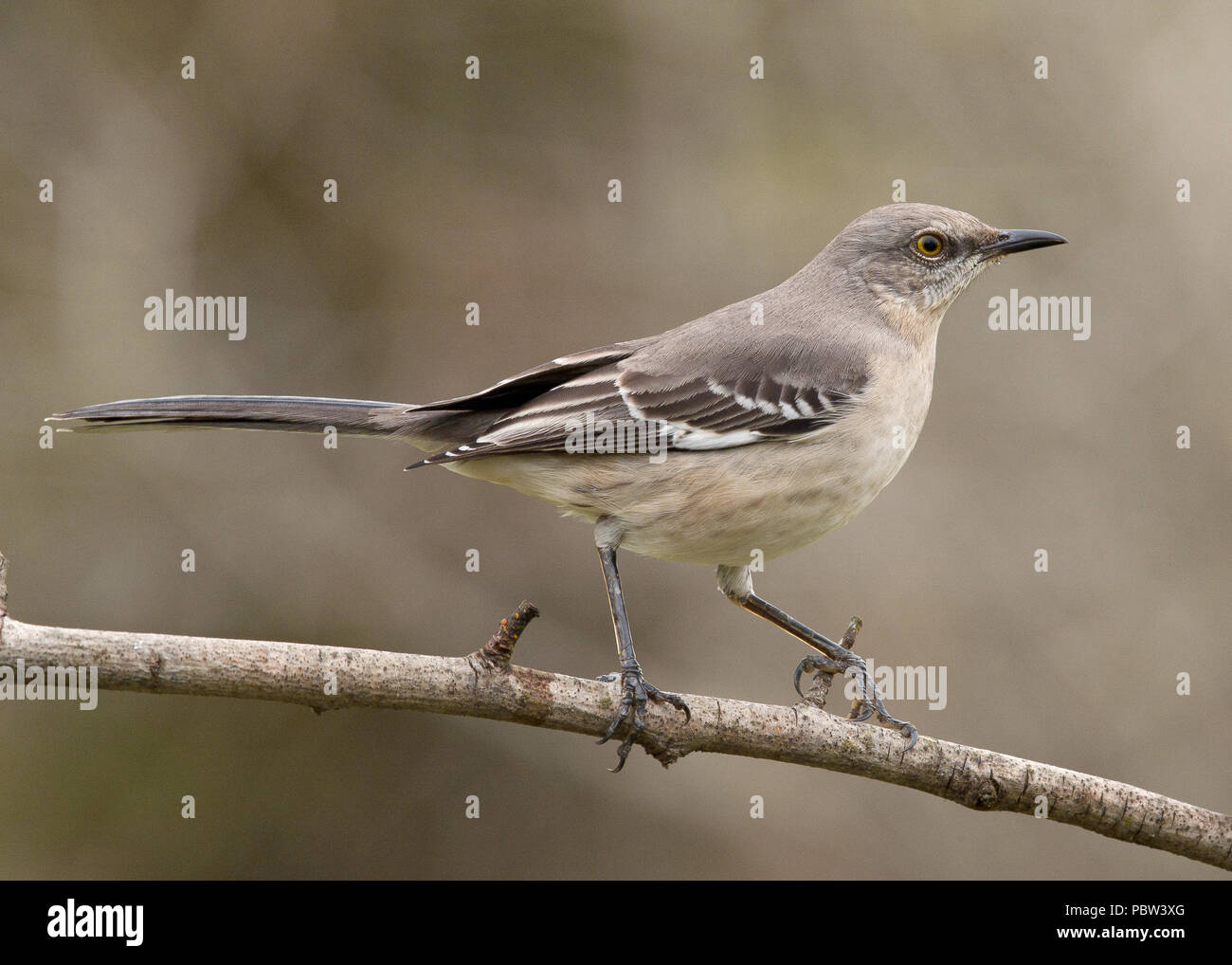 Northern Mockingbird (Mimus polyglottos) nähert sich dem Persimmon Bait Sacramento County Kalifornien USA Stockfoto