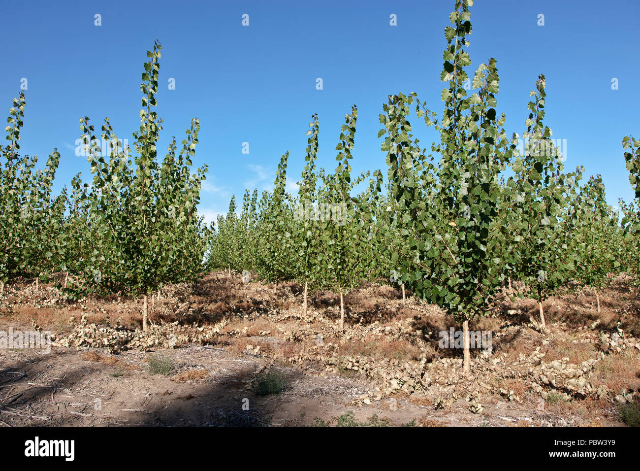 Junge Hybrid Pappeln 'Populus canescens x Populus trichocarpa', von Stecklingen gewachsen. Oregon, Morrow County, USA. Stockfoto