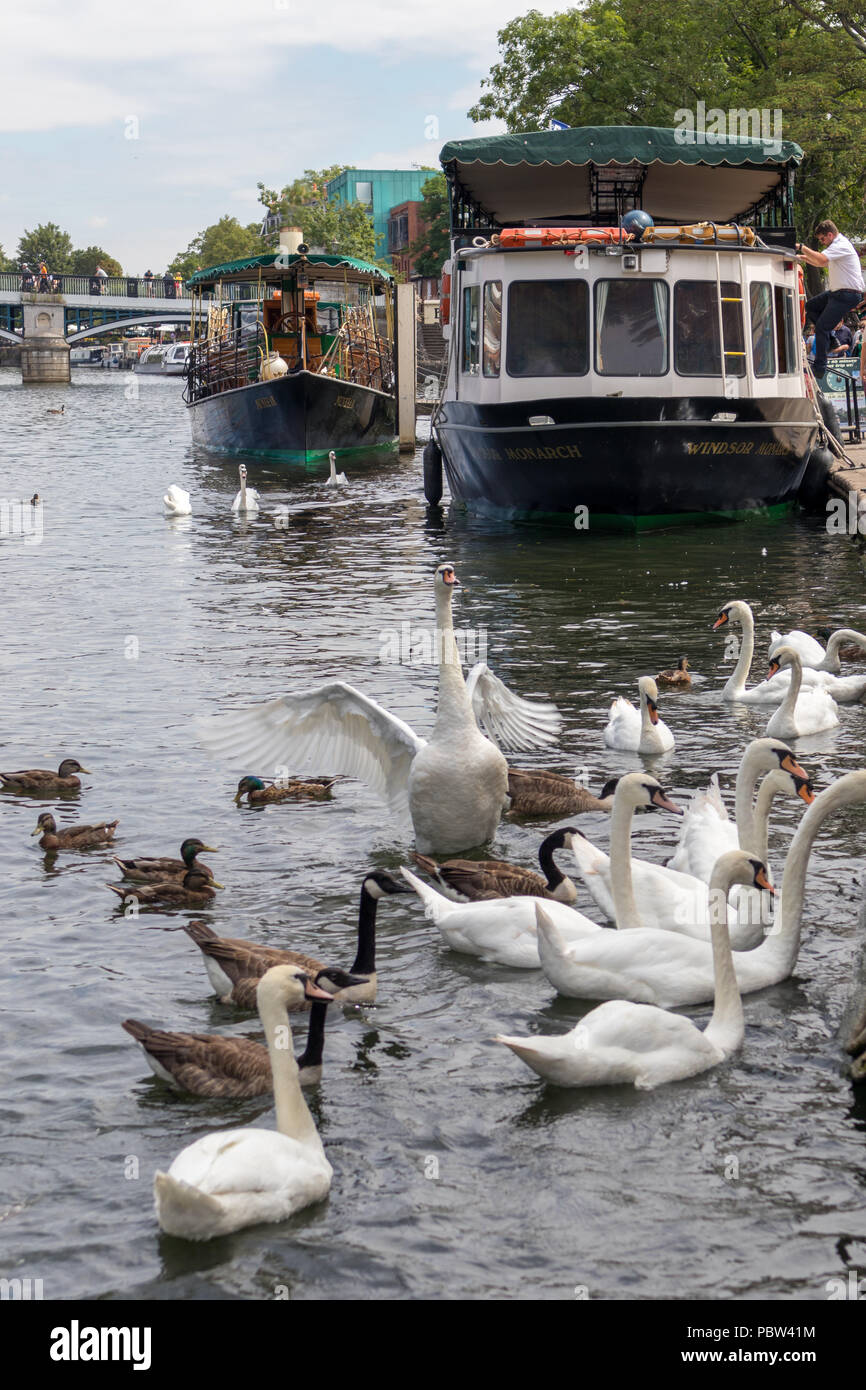 WINDSOR, Maidenhead und Windsor/UK - Juli 22: Boote und Vögel entlang der Themse in Windsor, Maidenhead und Windsor am 22. Juli 2018. Nicht identifizierte Personen Stockfoto