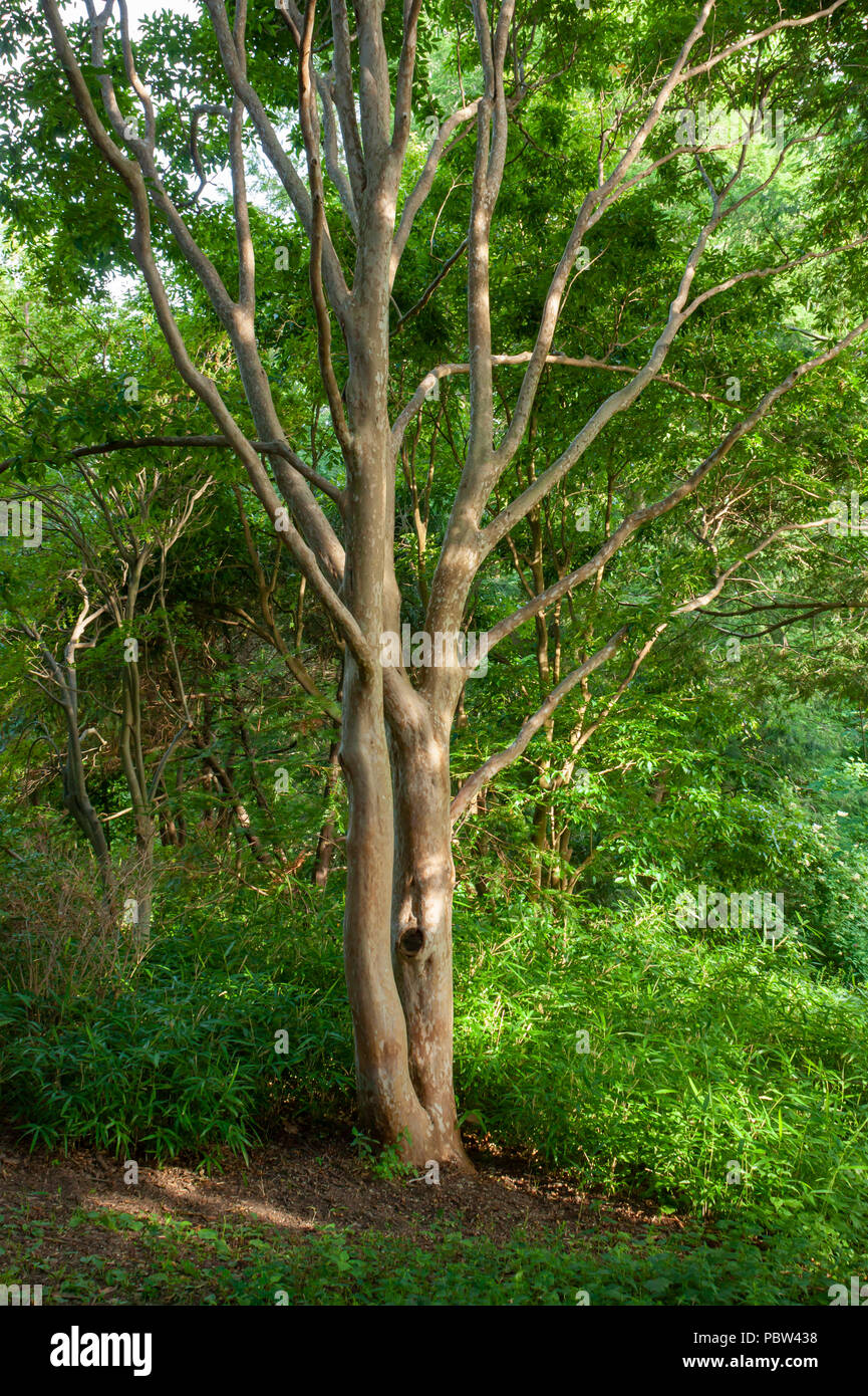 Japanisch (stewartia pseudocamellia Stewartia) in einem dichten Wald, mit Zwerg Bambus (Arundinaria humilis) Unterholz. Arnold Arboretum, Boston, MA Stockfoto