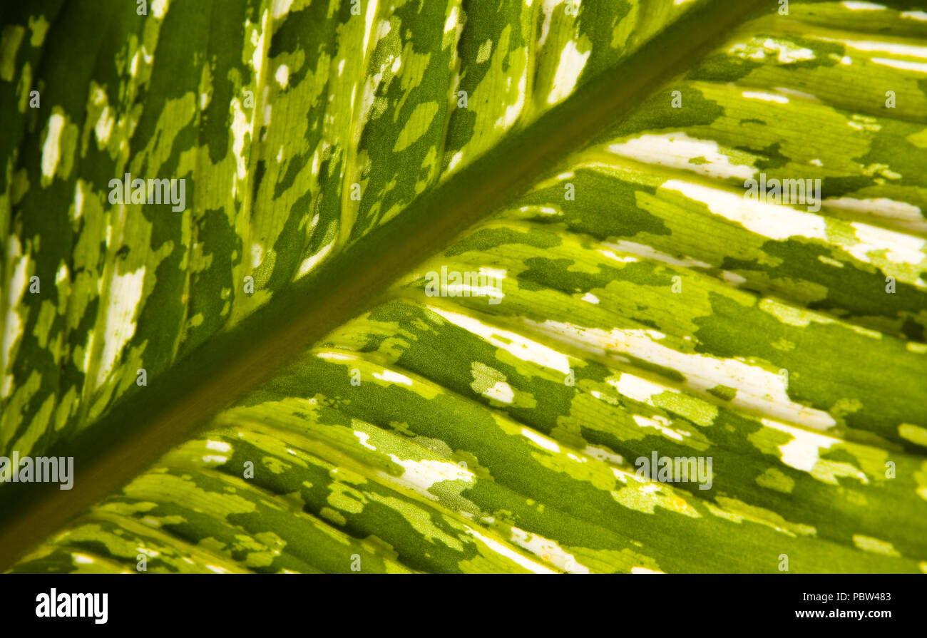 Einen schönen großen Blatt einer exotischen Pflanze mit Adern. Close-up. Stockfoto
