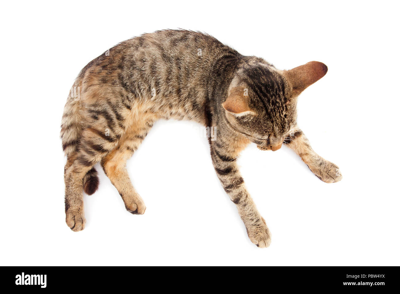 Graue Katze liegend Blick von oben Stockfoto