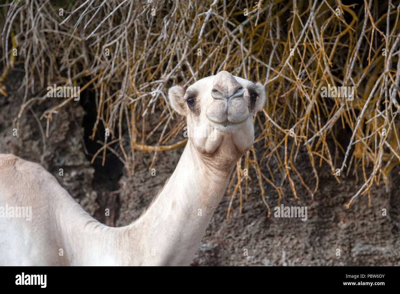 In der Nähe des Camel Kopf in Afrika Stockfoto