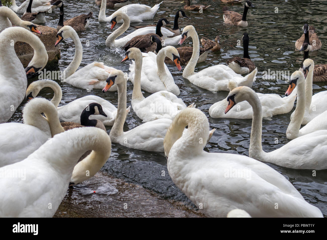 Schwäne und Gänse Kanada die Themse in Windsor Stockfoto