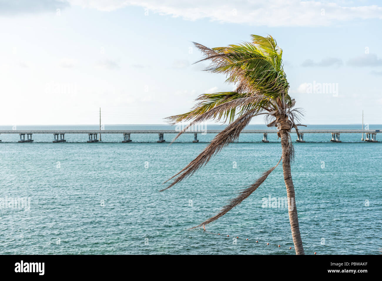 Eine grüne Palme wiegenden Blätter im Wind bei Sonnenuntergang Abend in Bahia Honda State Park, Florida Keys, mit Brücke, Blick aufs Meer und den Golf von Mexiko Stockfoto