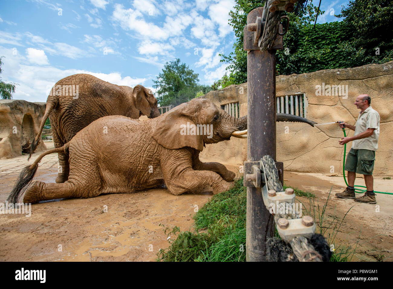 Elefanten Saly und Umbu genießen Dusche von Zoo Keeper Radek Jaros aufgrund der hohen Temperaturen in Zoo Dvur Kralove nad Labem, Tschechische Republik, 30. Juli 2018. (CTK Photo/David Tanecek) Stockfoto