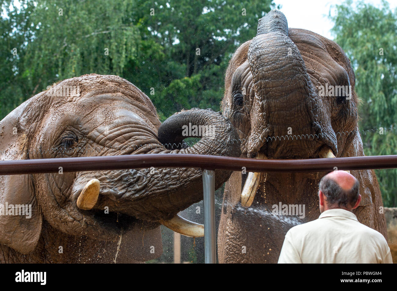 Elefanten Saly und Umbu genießen Dusche von Zoo Keeper Radek Jaros aufgrund der hohen Temperaturen in Zoo Dvur Kralove nad Labem, Tschechische Republik, 30. Juli 2018. (CTK Photo/David Tanecek) Stockfoto