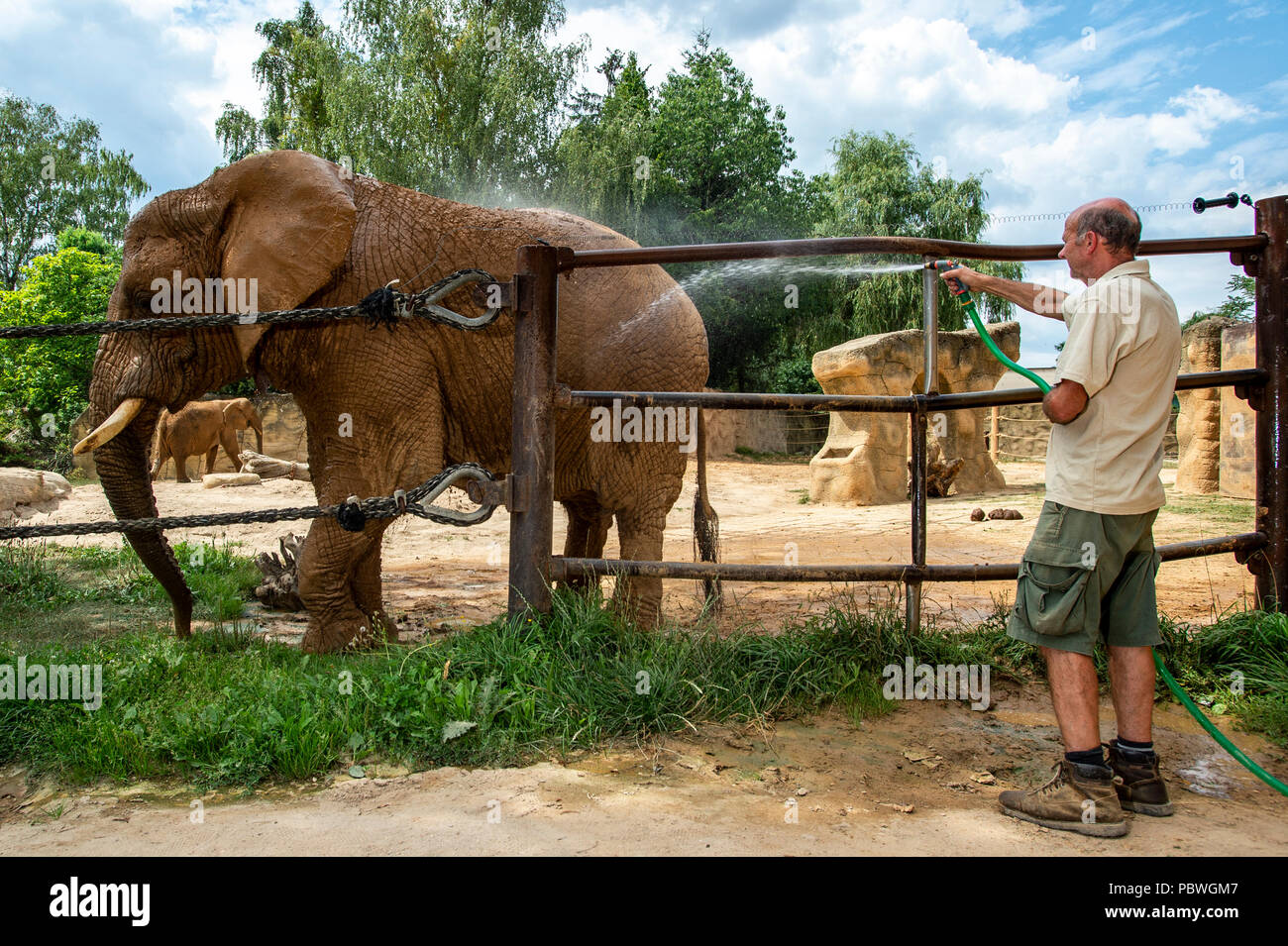 Elefanten Saly und Umbu genießen Dusche von Zoo Keeper Radek Jaros aufgrund der hohen Temperaturen in Zoo Dvur Kralove nad Labem, Tschechische Republik, 30. Juli 2018. (CTK Photo/David Tanecek) Stockfoto