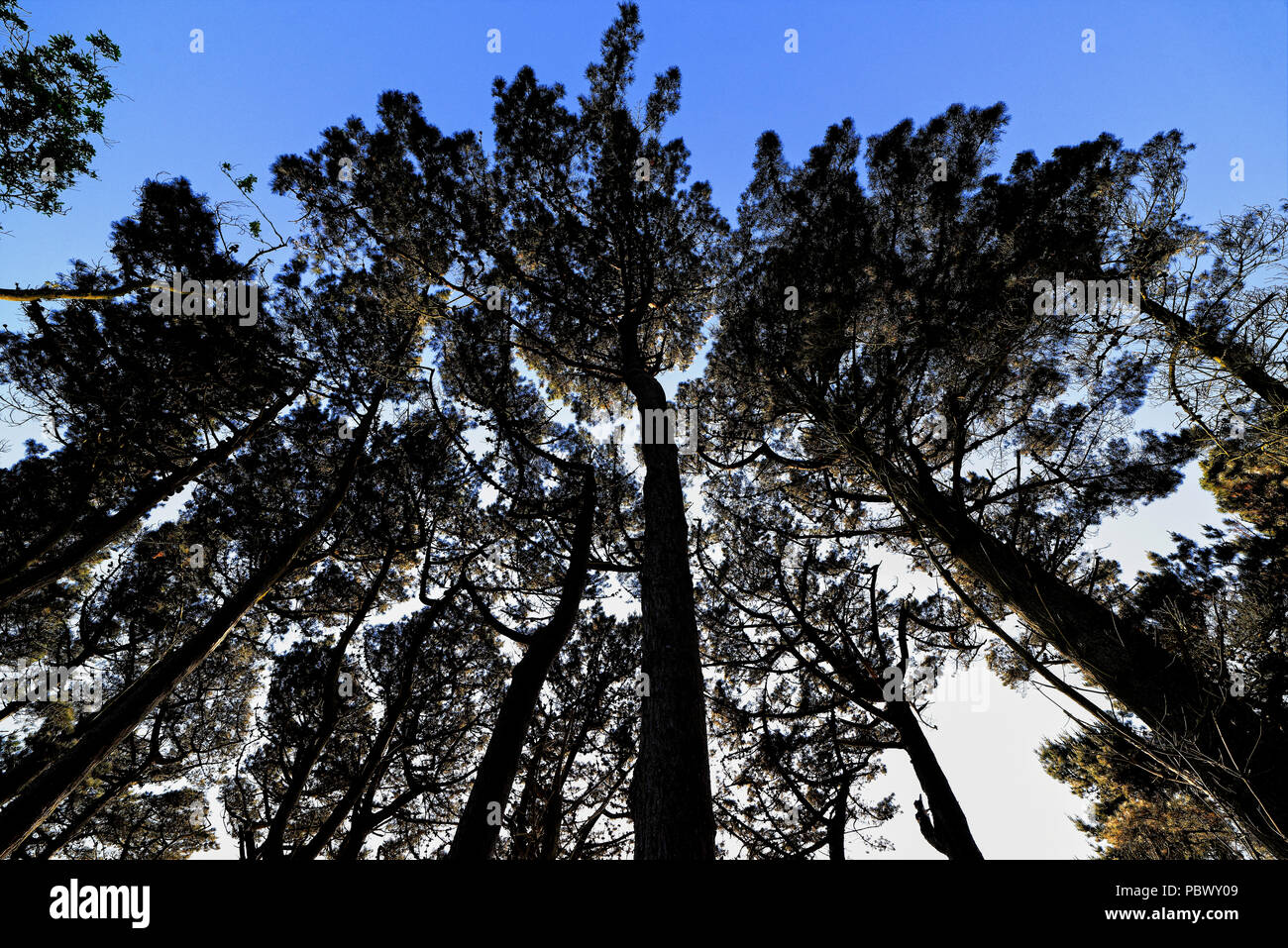 Monterey Pinien am Ufer des Guernsey Behälter Stockfoto