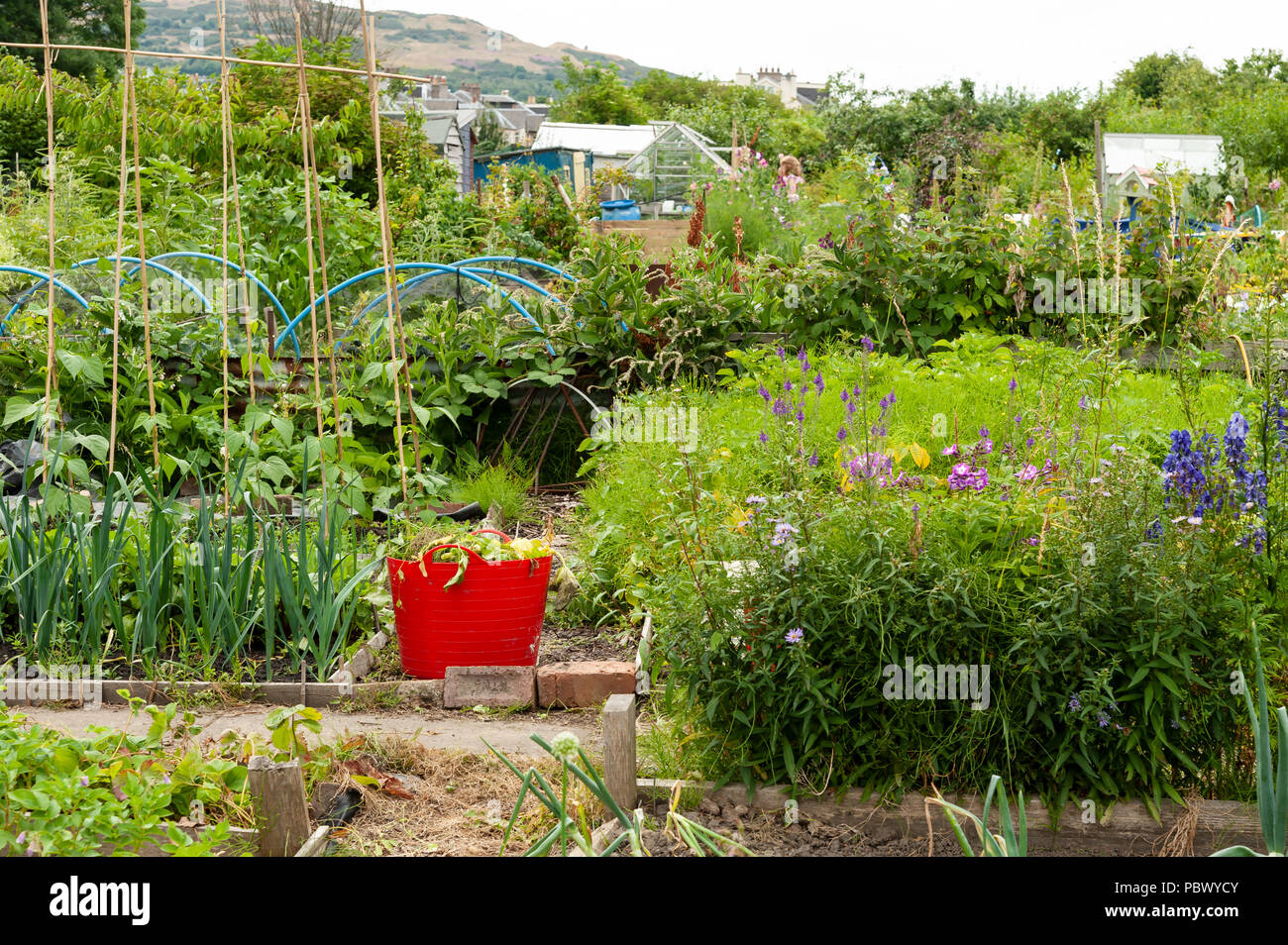 Ein Blick über einen Kleingarten. Stockfoto