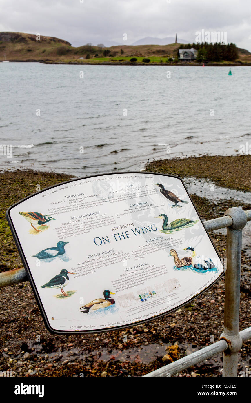 Informationen Pension am Meer im Hafen von Oban über die Vogelwelt in der Bucht, Oban, Argyll und Bute, Schottland, Großbritannien Stockfoto