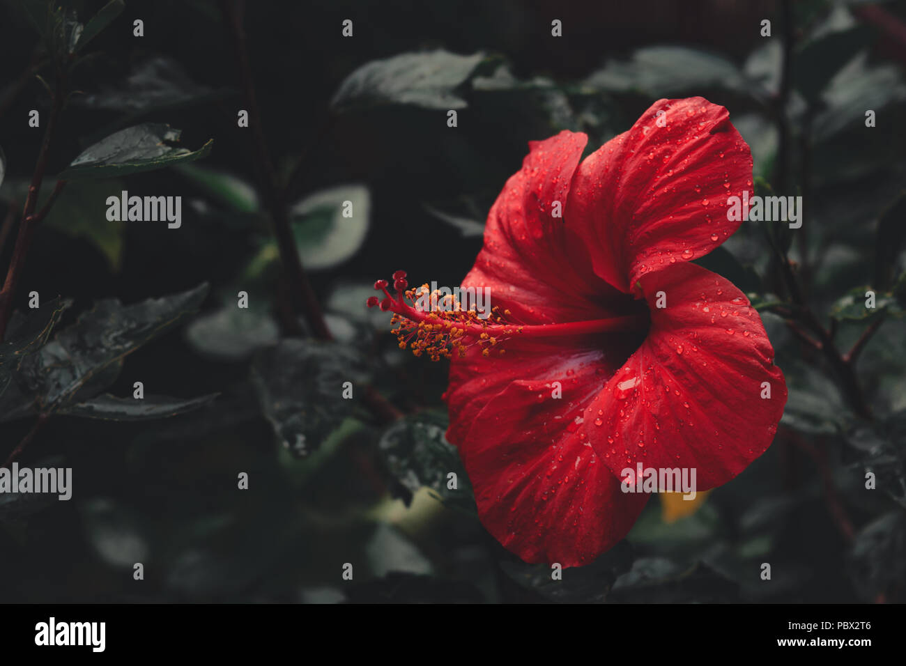Red Hibiscus Blume mit Regentropfen in Garten. Dunkle Stimmung. Stockfoto
