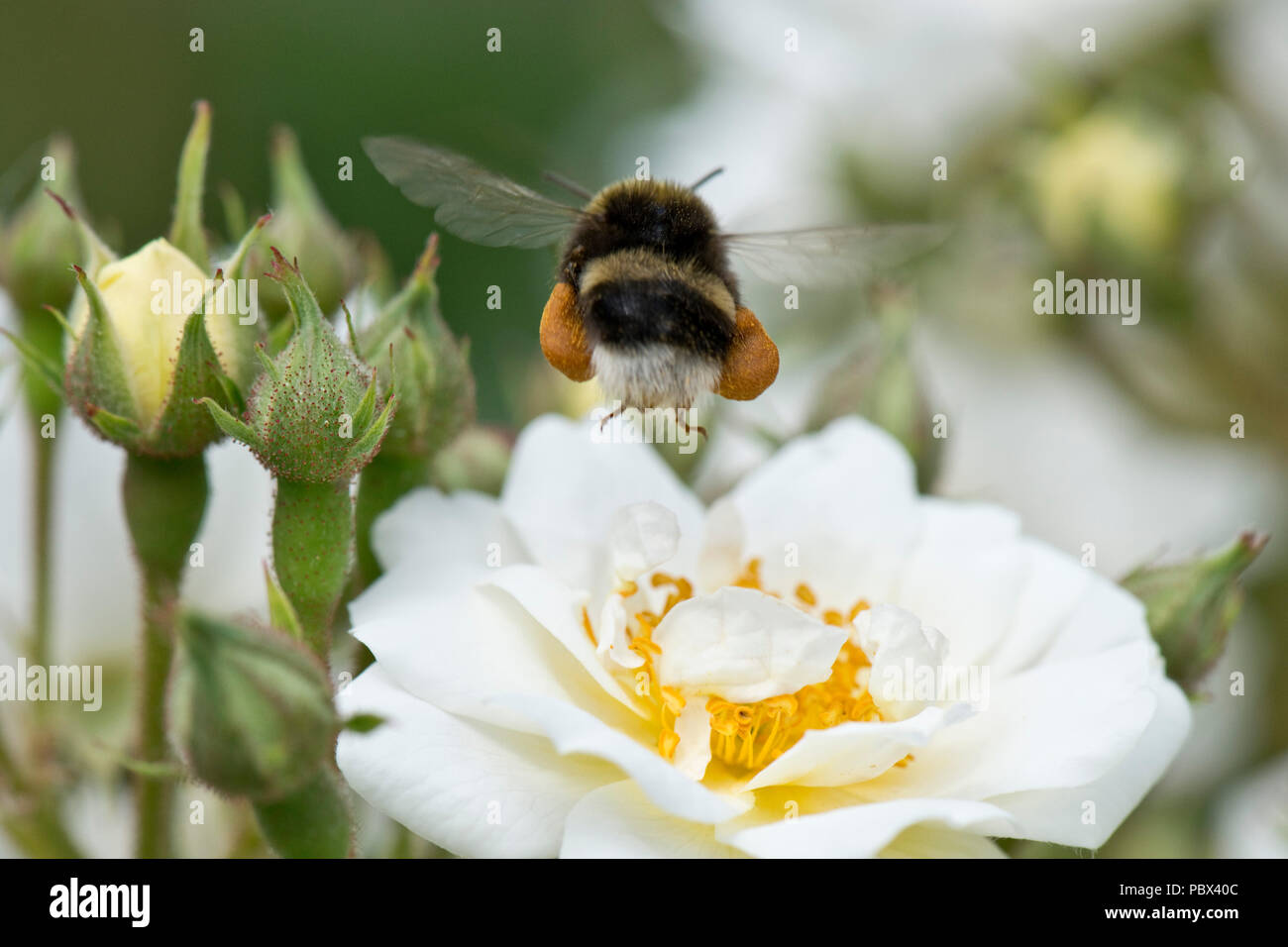 White-tailed Hummel, Bombus lucorum, Arbeiter, die voll beladen nach Pollen sammeln von einem whjite Rose Blume, Juni Stockfoto