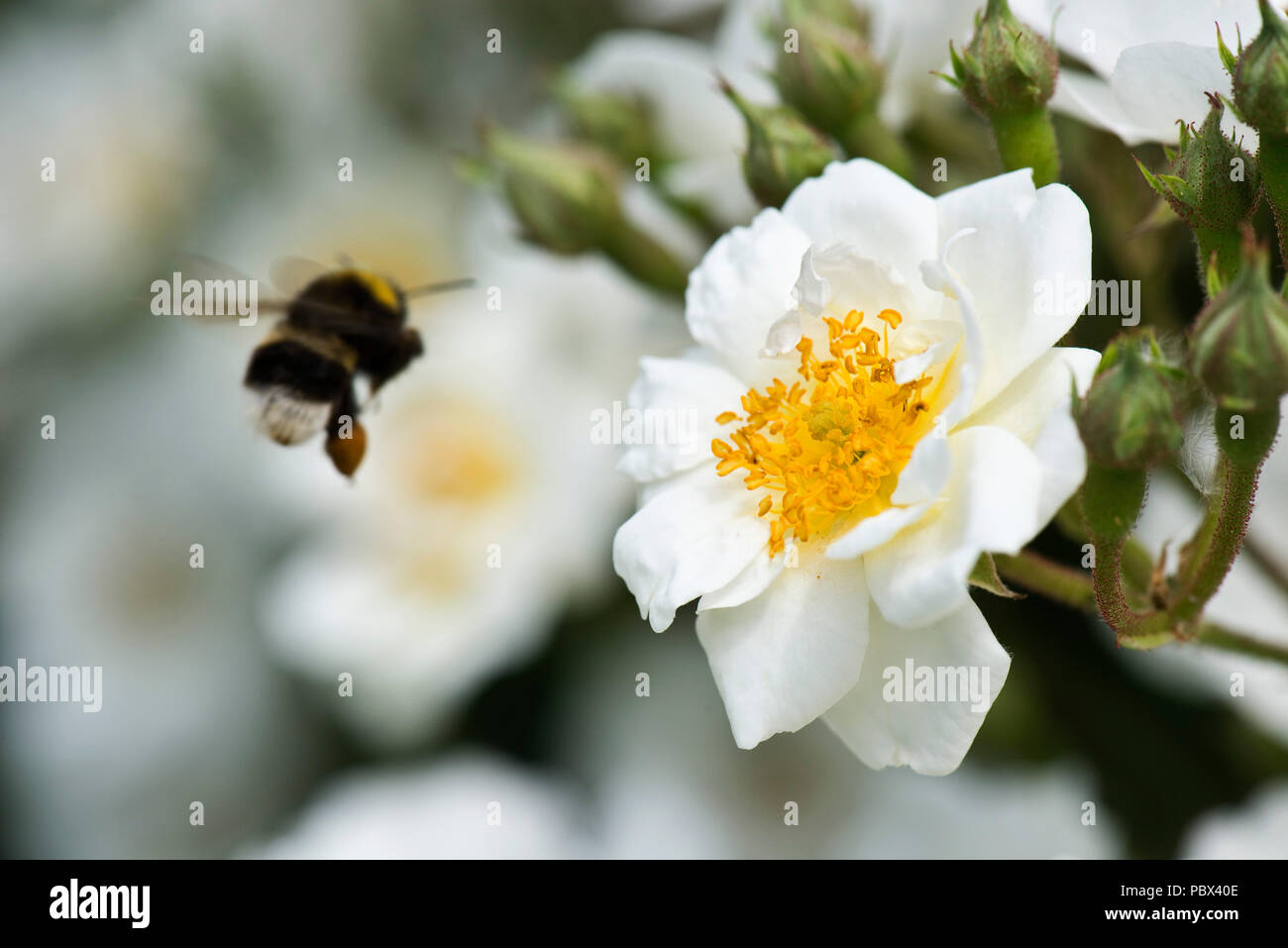 White-tailed Hummel, Bombus lucorum, in kommenden auf einem weißen zu steigen sie Rose Blume Pollen und ernähren sich von Nektar zu sammeln. Stockfoto