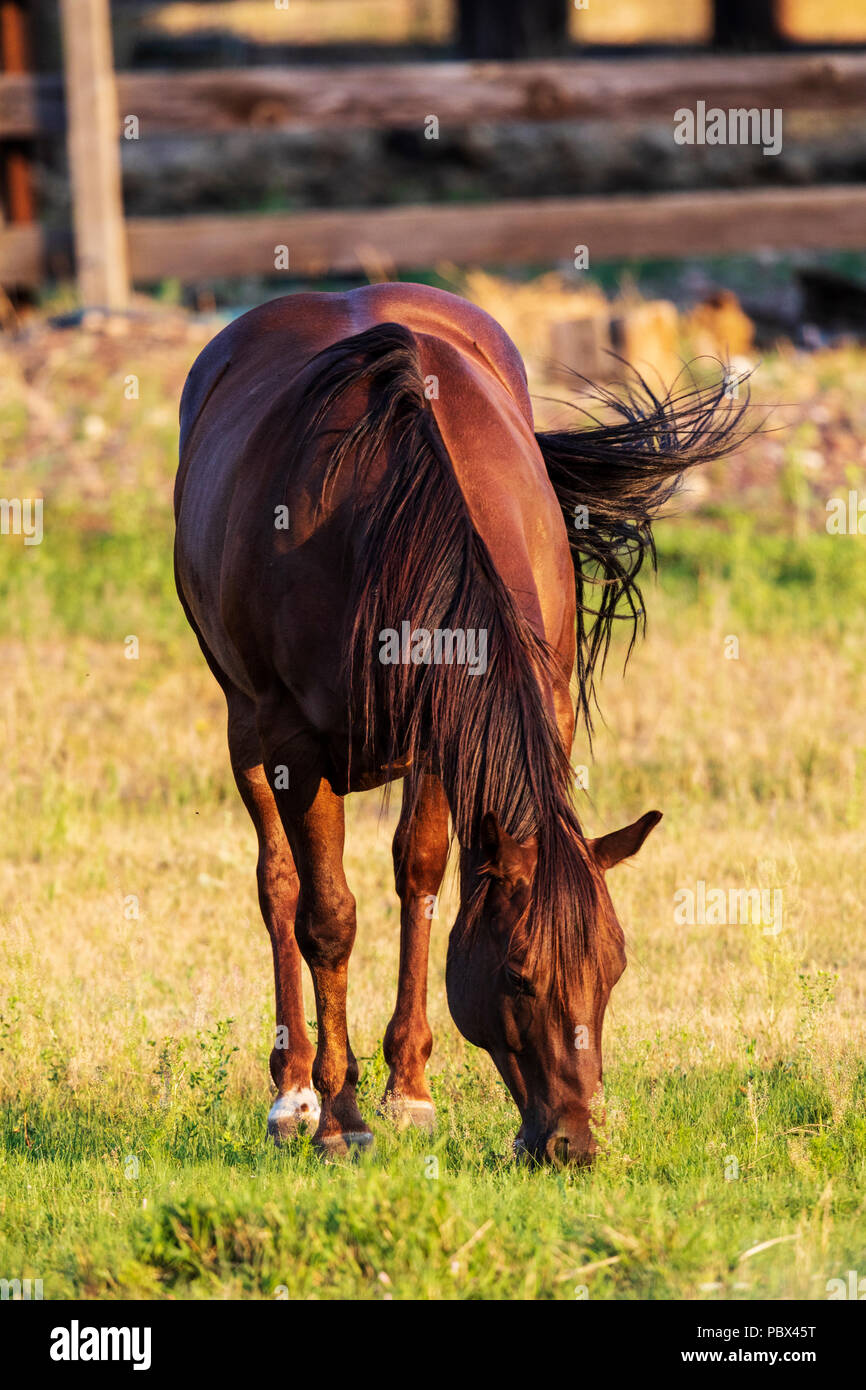 Pferd in Weiden bei Sonnenuntergang; in der Nähe von Salida, Colorado, USA Stockfoto