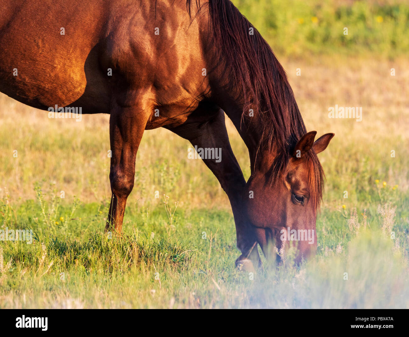Pferd in Weiden bei Sonnenuntergang; in der Nähe von Salida, Colorado, USA Stockfoto