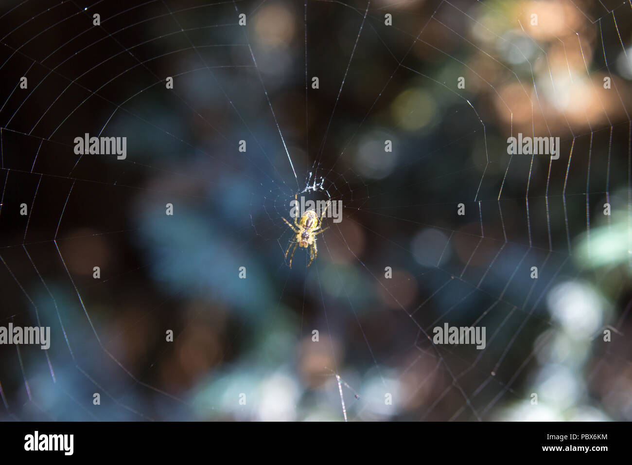 Foto des isolierten Einzelnen Spinne in seinem Haus spiderweb lauert auf seine Beute stürzt. Im Hintergrund sind bokeh Blumen. Stockfoto