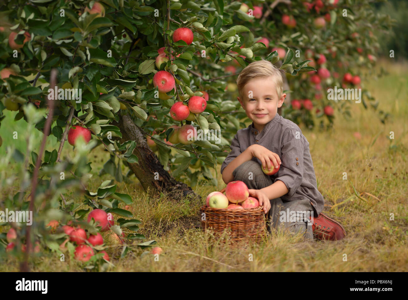 Wenig, fünf Jahre alt, junge hilft bei der Erfassung und der Ernte von Äpfeln aus Apple Tree, Herbst Zeit. Kind pflücken Äpfel auf Bauernhof im Herbst. Stockfoto