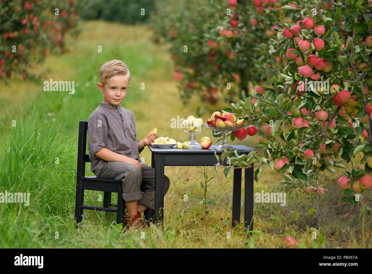 Wenig, fünf Jahre alt, junge hilft bei der Erfassung und der Ernte von Äpfeln aus Apple Tree, Herbst Zeit. Kind pflücken Äpfel auf Bauernhof im Herbst. Stockfoto