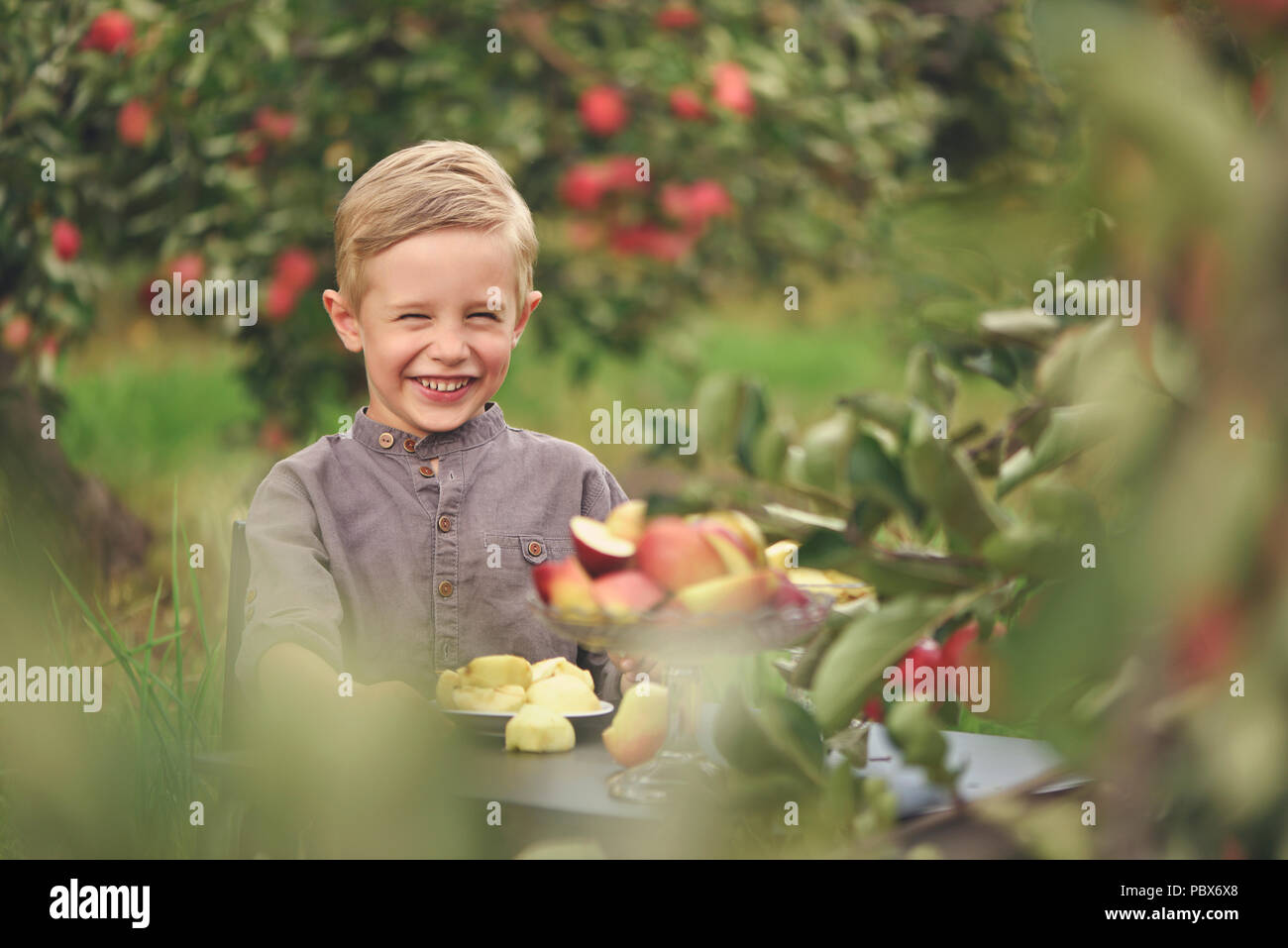 Wenig, fünf Jahre alt, junge hilft bei der Erfassung und der Ernte von Äpfeln aus Apple Tree, Herbst Zeit. Kind pflücken Äpfel auf Bauernhof im Herbst. Stockfoto