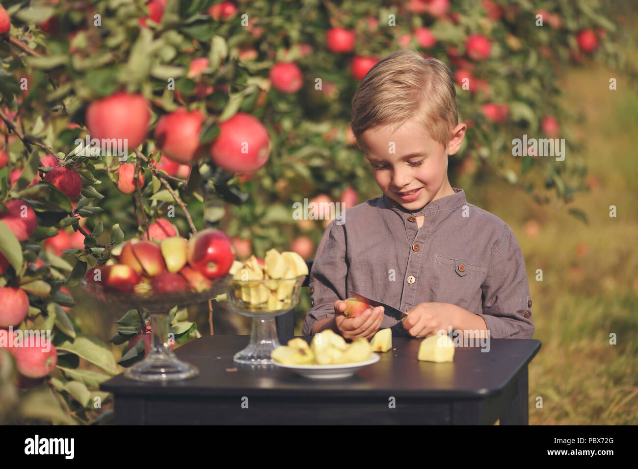 Wenig, fünf Jahre alt, junge hilft bei der Erfassung und der Ernte von Äpfeln aus Apple Tree, Herbst Zeit. Kind pflücken Äpfel auf Bauernhof im Herbst. Stockfoto