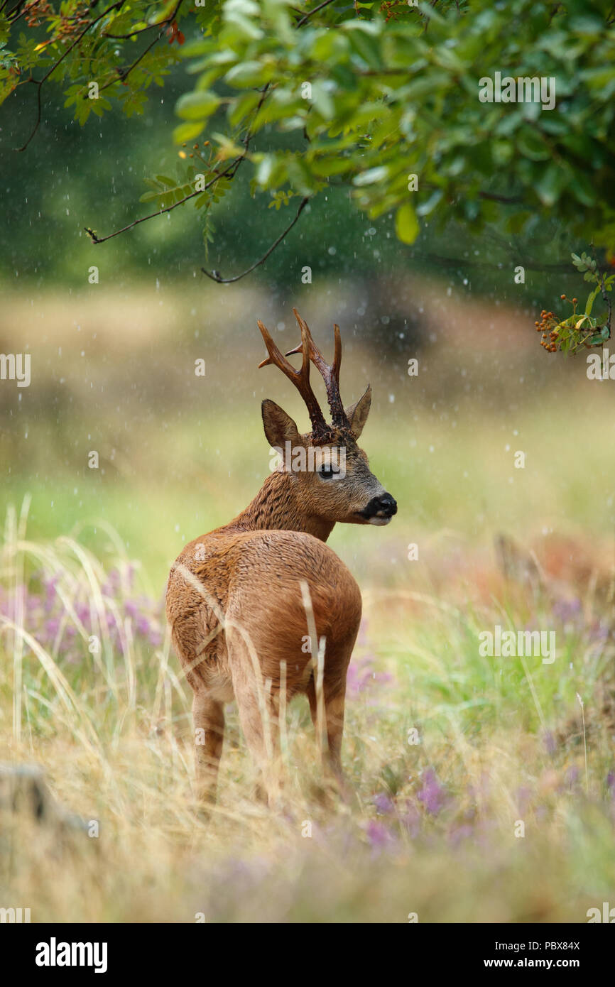 Roebuck im Sommer Regen Stockfoto